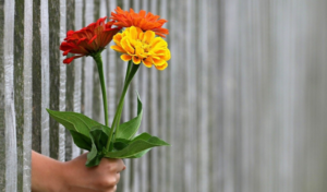 showing kindness by passing bunch of flowers through barrier