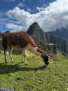 llamas in peru